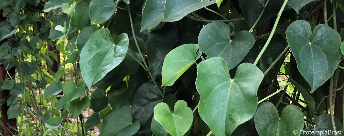 Guduchi (Tinospora cordifolia) as a rasayana in stress-associated immune dysfunction